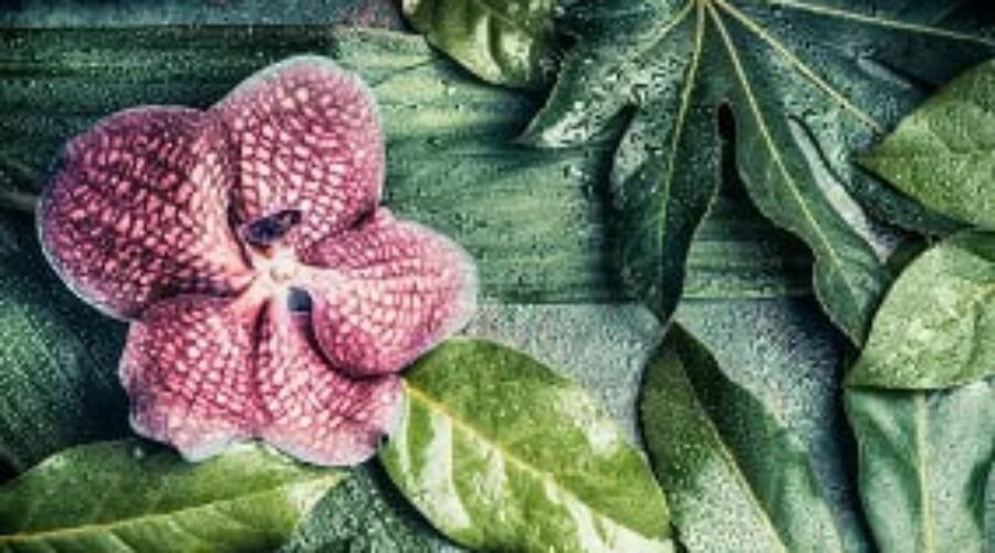 Connecting With Plant Spirit by Haripriya Suraj, Reiki Master