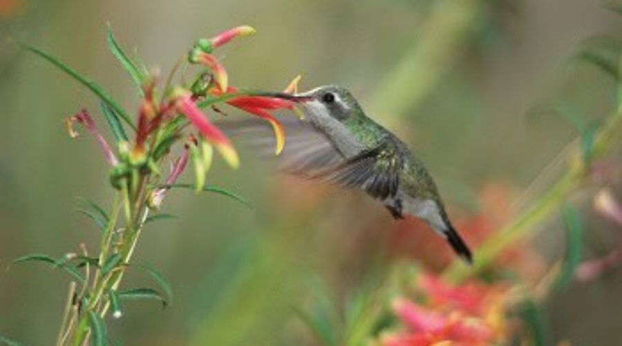 The Wonder of Hummingbirds