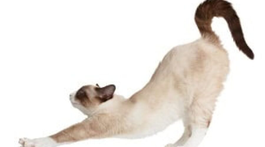 What is Pandiculation? By Sarah Warren