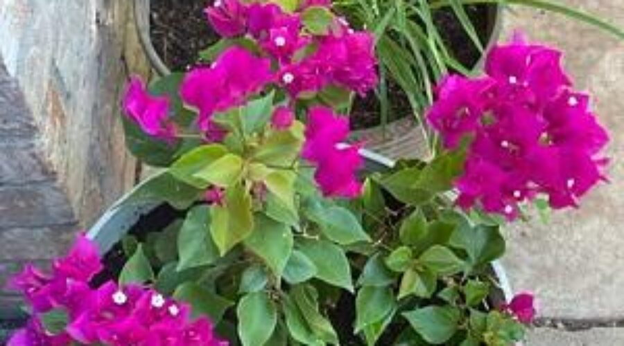 Summer Blooms