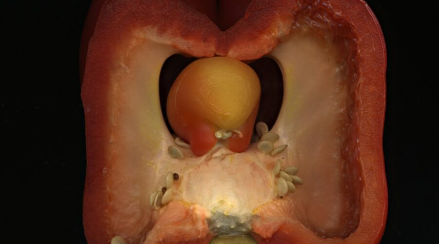 Digestive Enzymes for Gut Health: Can They Ease Your Gut Woes?