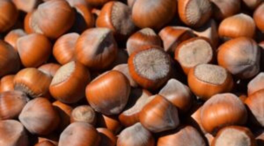 All You Wanted To Know About Hazelnuts